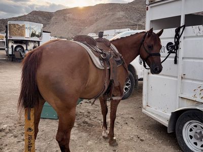 Kid Safe Gelding