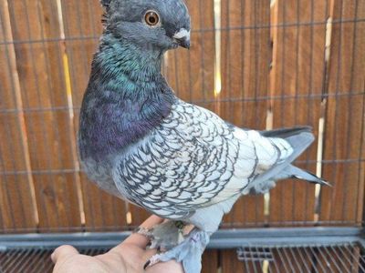 Hand Raised Blondinette Classic Frill Pigeon