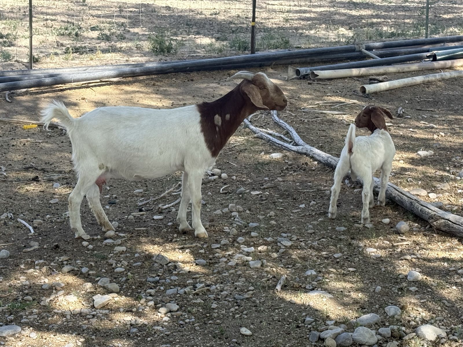 2 year old Boer doe with 4 week old buckling