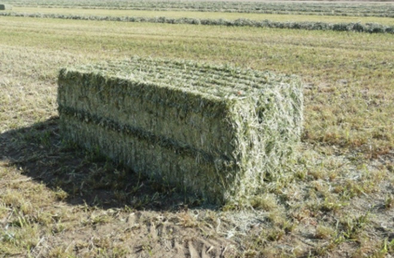 Fresh Cut Local Hay Bales - 70% Grass / 30% Alfalfa - Approx. 1400 lbs (3x4)