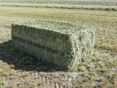 Fresh Cut Local Hay Bales - 70% Grass / 30% Alfalfa - Approx. 1400 lbs (3x4)