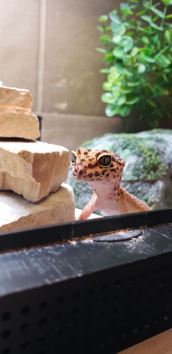please rescue this leopard gecko