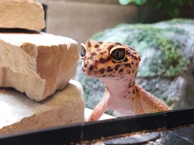 please rescue this leopard gecko
