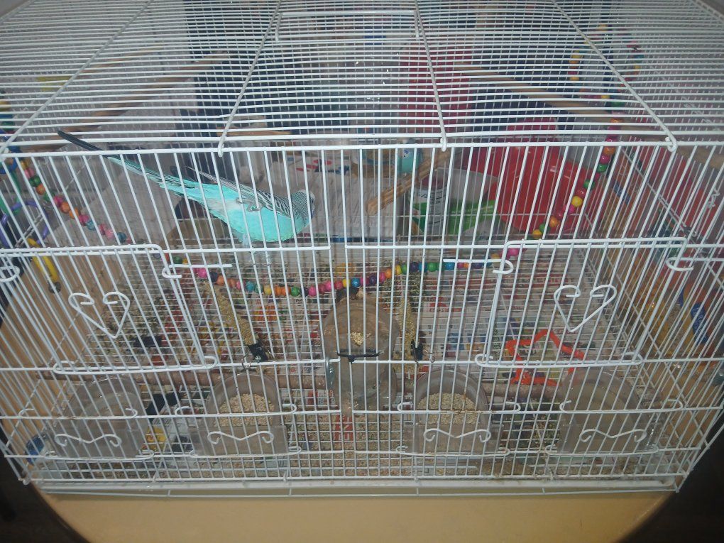 birds