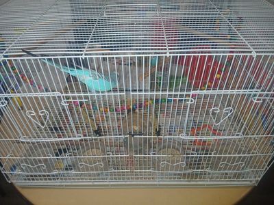 birds