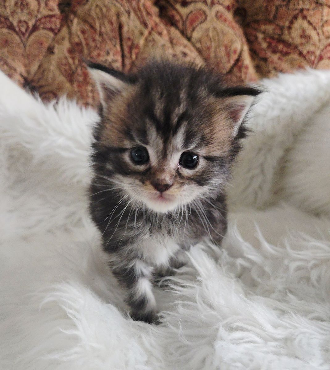 European Maine Coons
