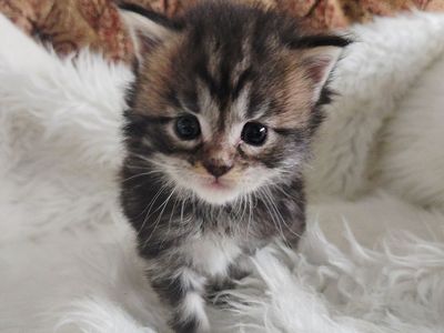 European Maine Coons