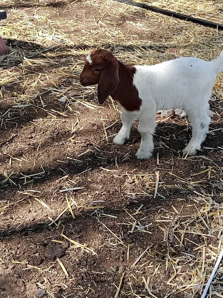 abga 100% boer doeling