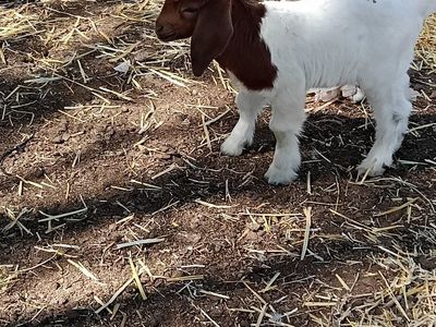 abga 100% boer doeling