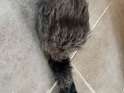 Kids Daniel Boone Davy Crockett hat faux fur raccoon one size