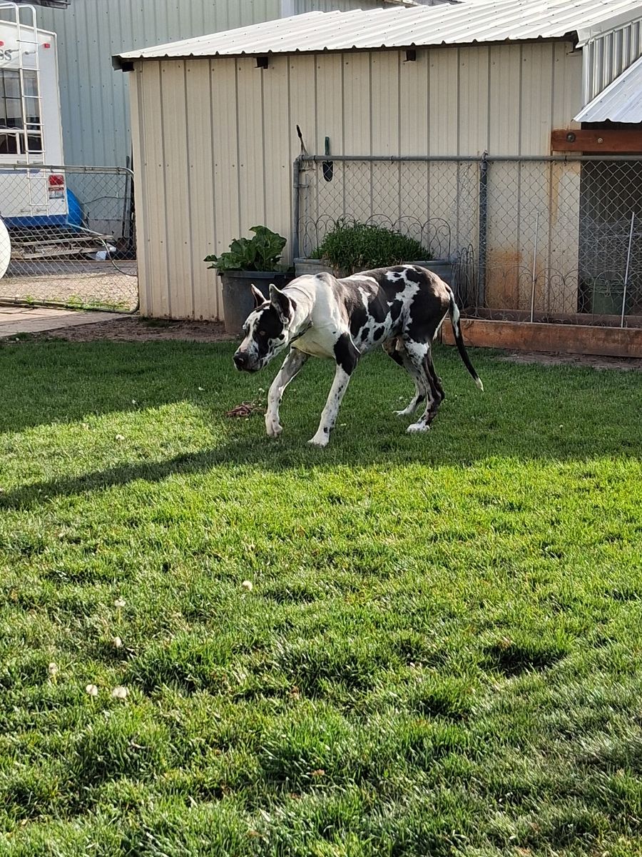 OFA Male Harlequine AKC Great Dane