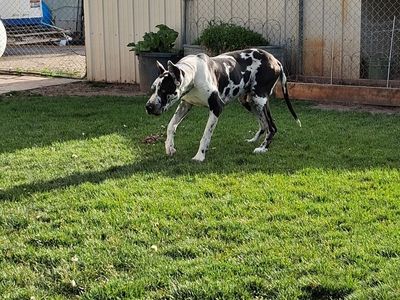 OFA Male Harlequine AKC Great Dane