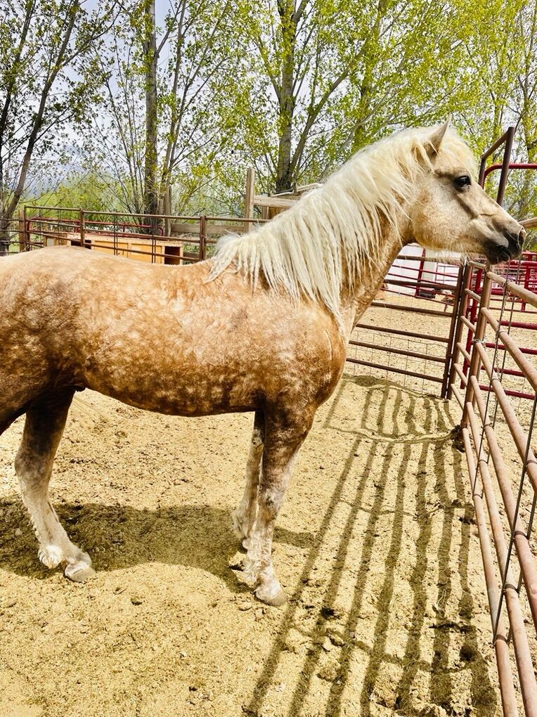 Dual Registared MFTBA / ICHO Stallion