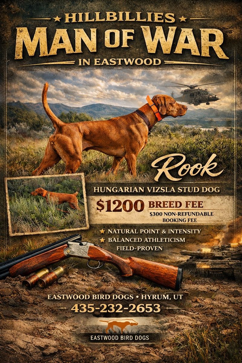 Hungarian Vizsla at Stud