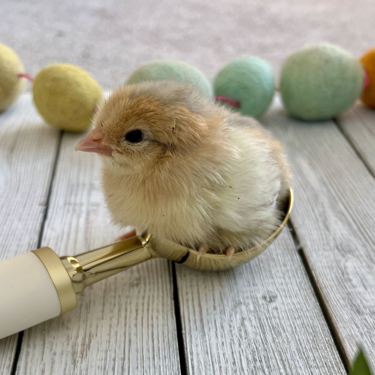 Whiting True Blue Chicks