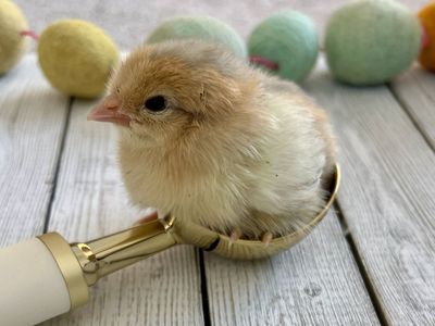 Whiting True Blue Chicks