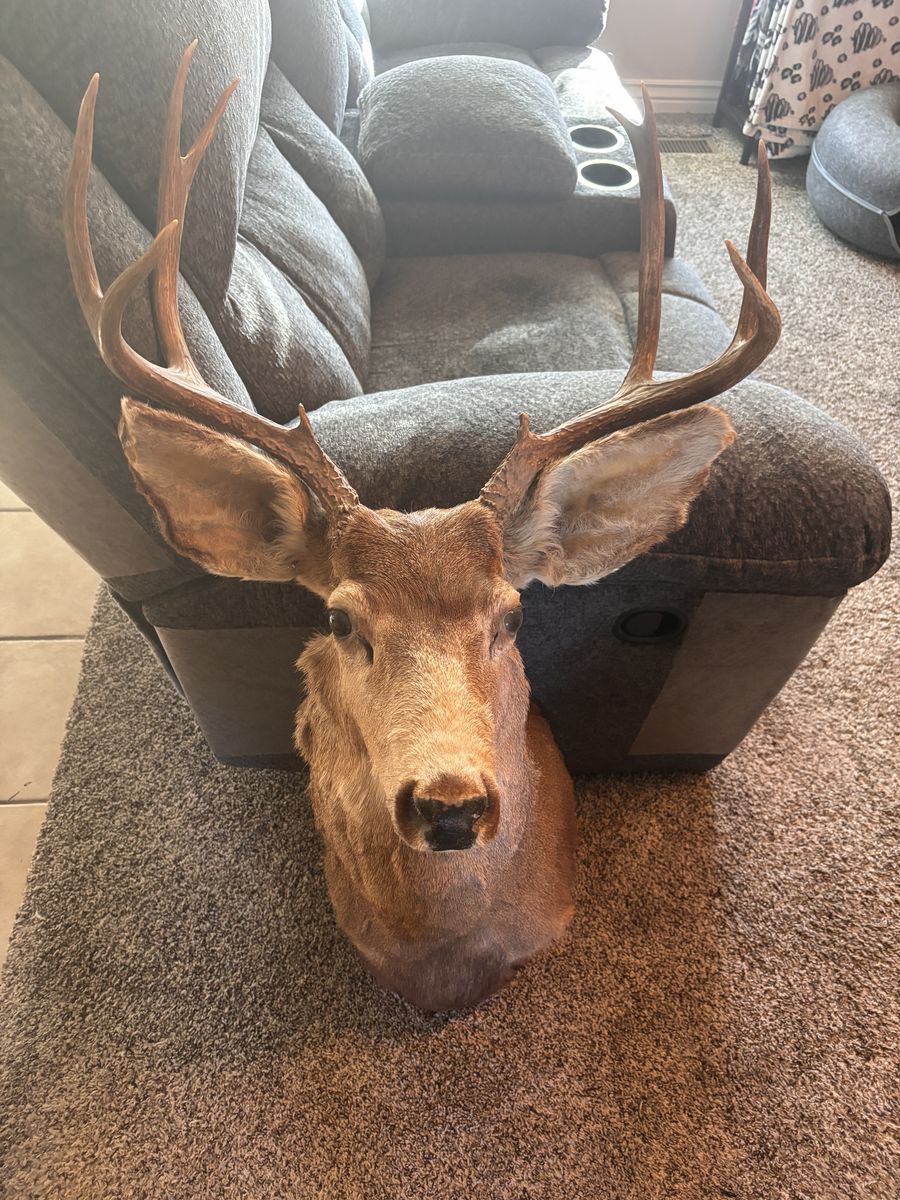 Noce 4x4 Deer Shoulder Mount