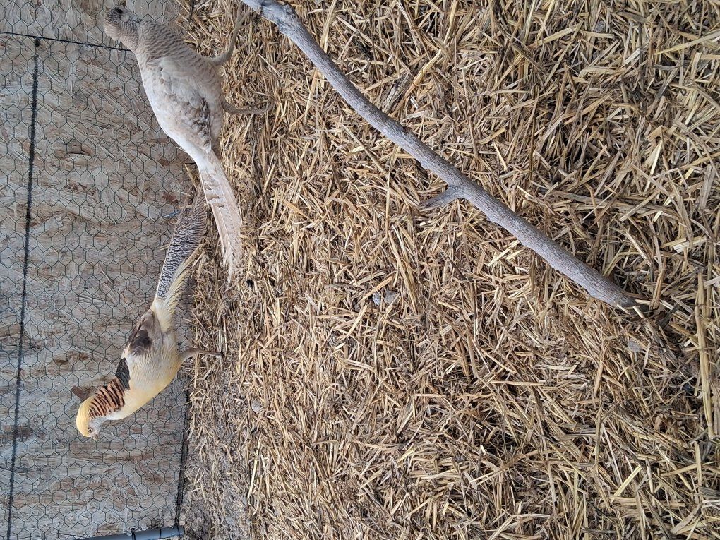 yellow golden pheasant pair