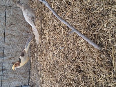 yellow golden pheasant pair