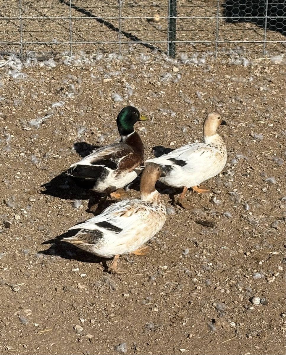 Australian Spotted Duck Breeding Pair
