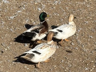 Australian Spotted Duck Breeding Pair
