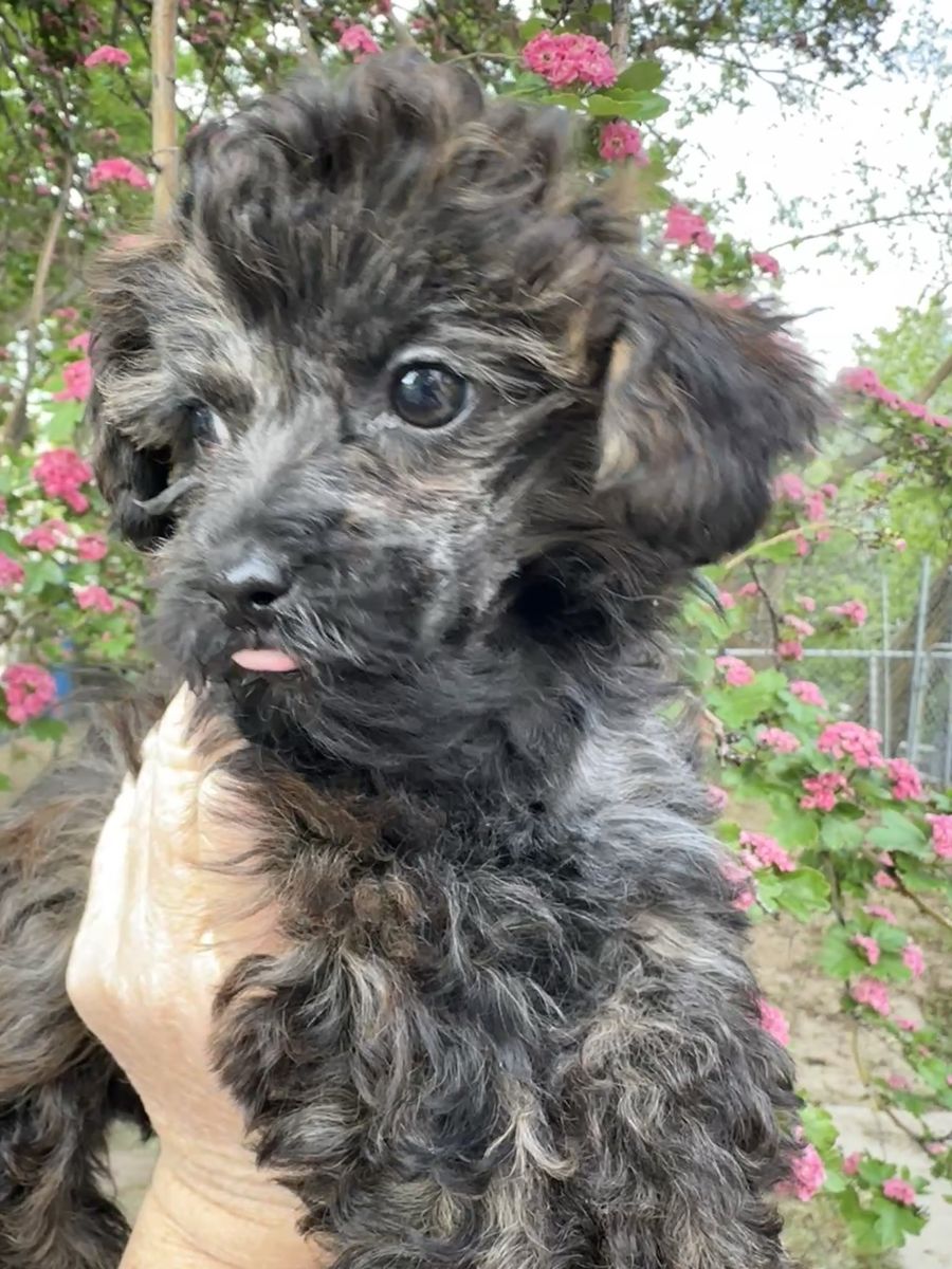 9 Wk Yorkiepoo Mix Puppy Poodle Small Lap Dog