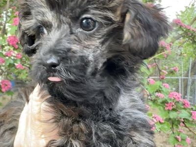 9 Wk Yorkiepoo Mix Puppy Poodle Small Lap Dog