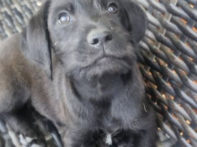 Golden Retriever Lab puppy