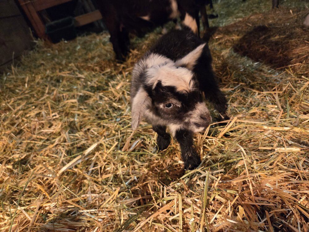 Nigerian Does with kids