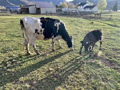 Holstein Cow Calf Combo