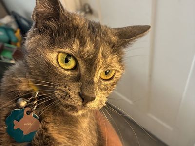 Two Female Cats, Snowball (5 yrs) & Freya (4 yrs), Fully Vaccinated - Seeking New Home