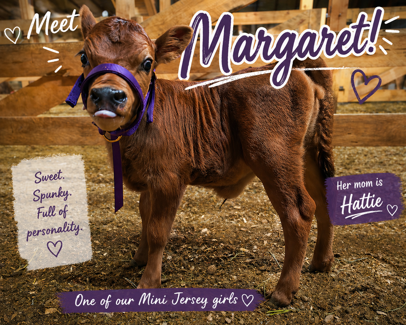 MINI JERSEY HEIFER – MARGARET