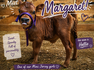 MINI JERSEY HEIFER – MARGARET