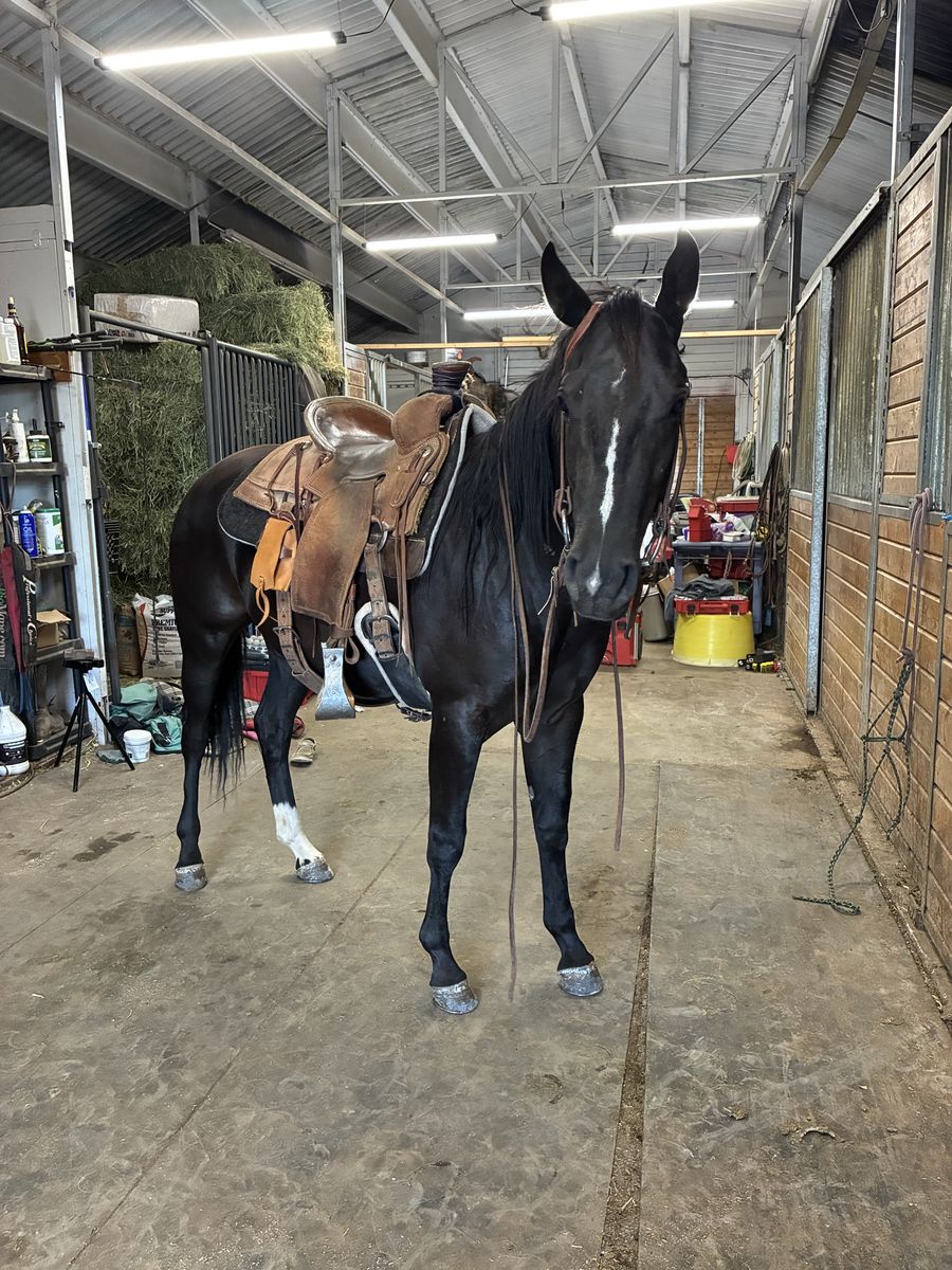 2 yo filly