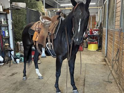 2 yo filly