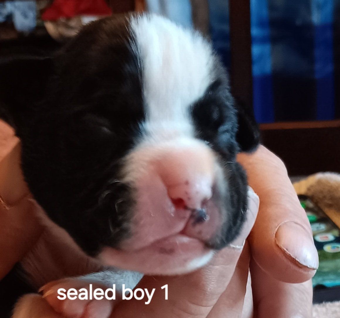 Only 1 left! Pure bred Boxer Puppies - Sealed & Fawn Males
