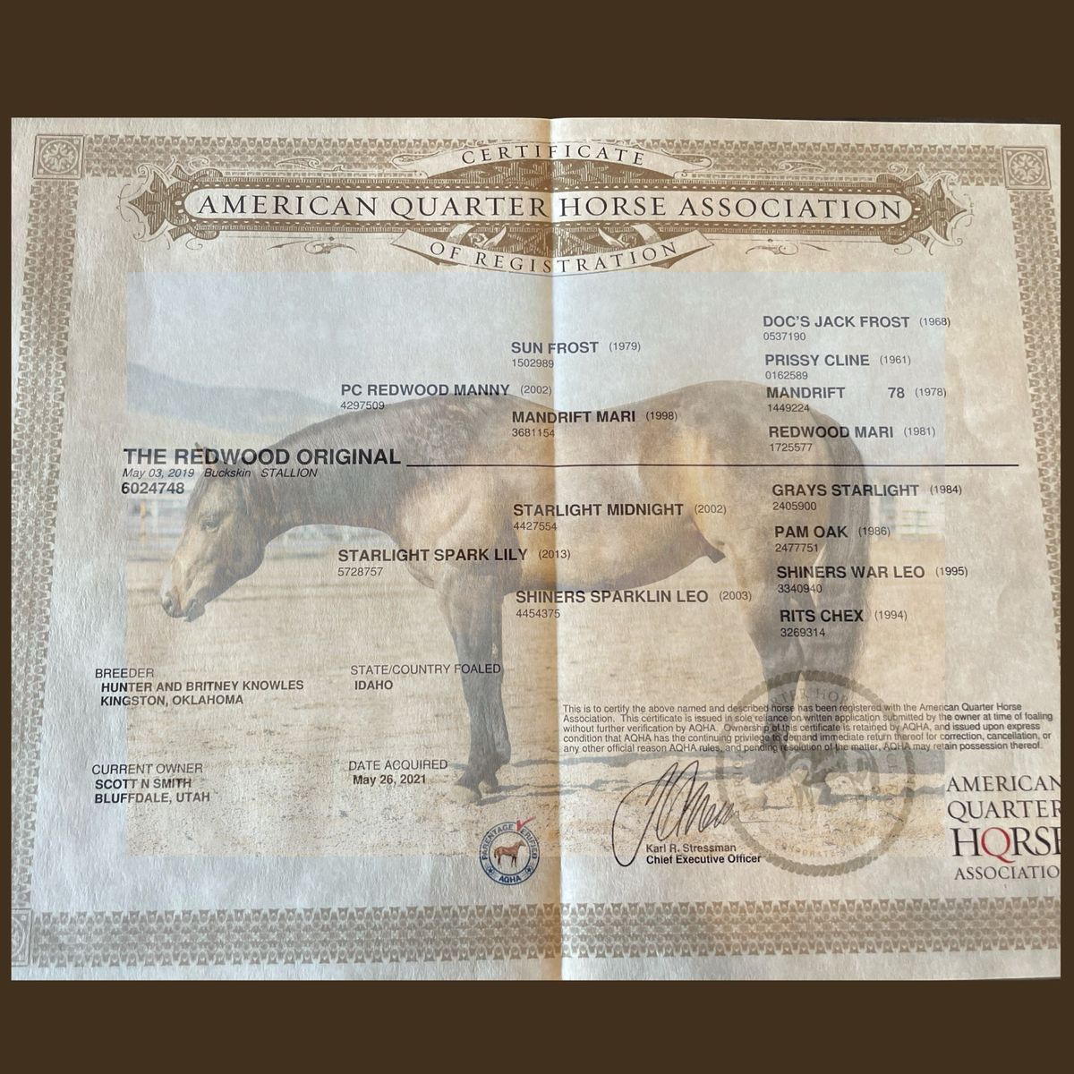 Finished 1D to 2D Barrel Mare - AQHA Registered Pregnant Broodmare