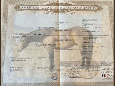 Finished 1D to 2D Barrel Mare - AQHA Registered Pregnant Broodmare