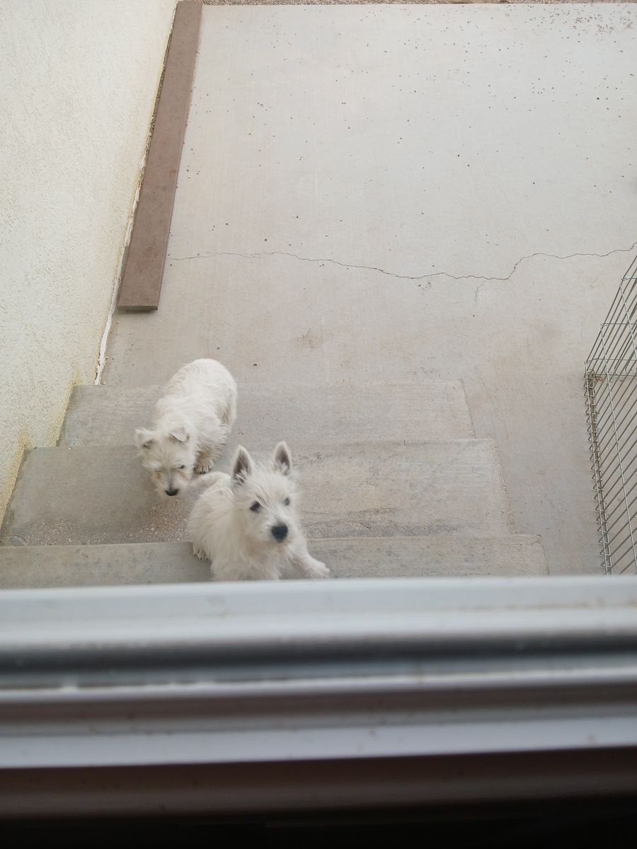 West Highland White Terrier puppies westie AKC
