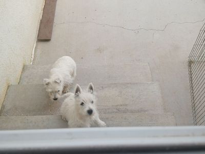 West Highland White Terrier puppies westie AKC