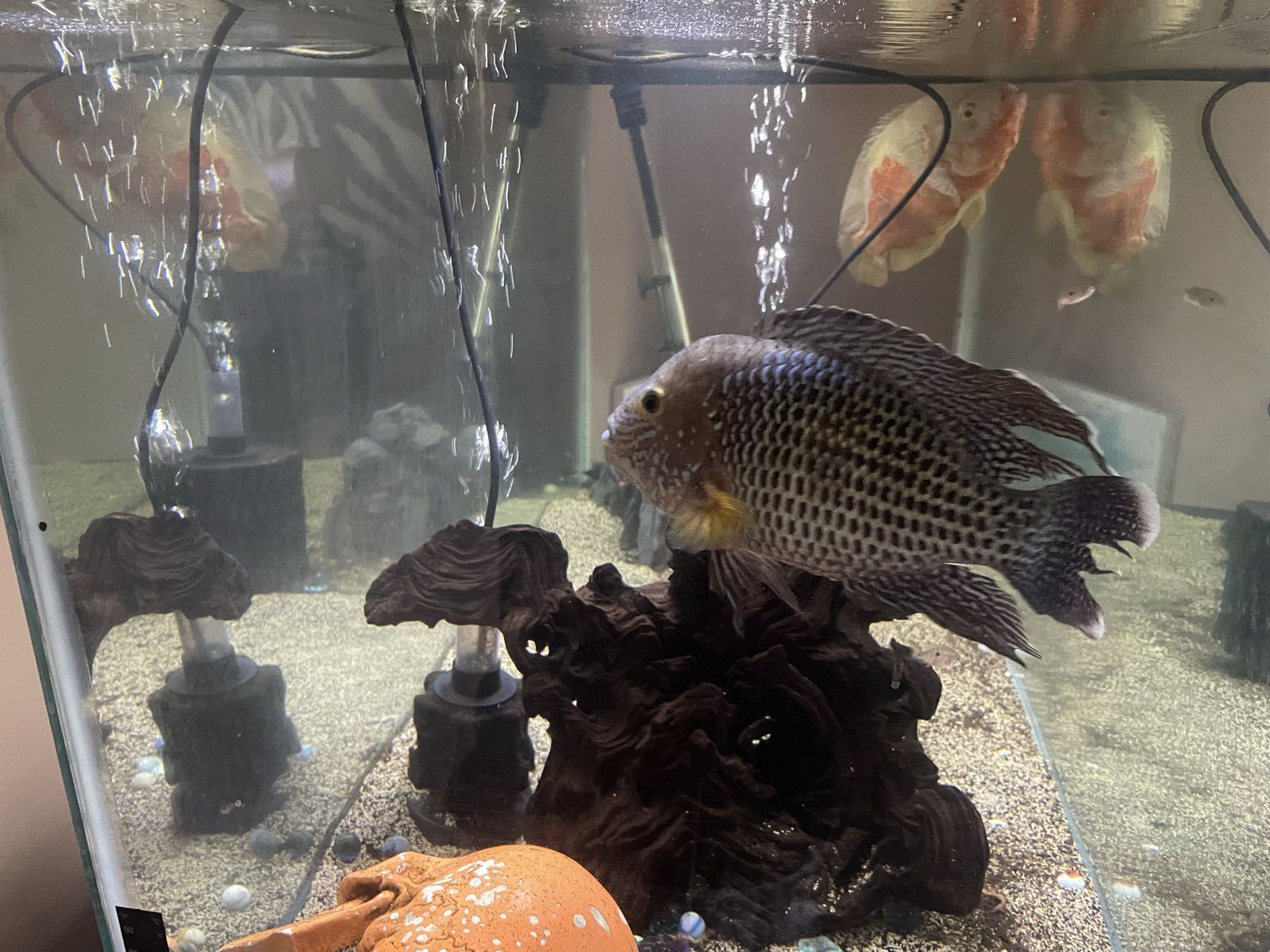 8” Green  Terror Cichlid 4 sale!!!