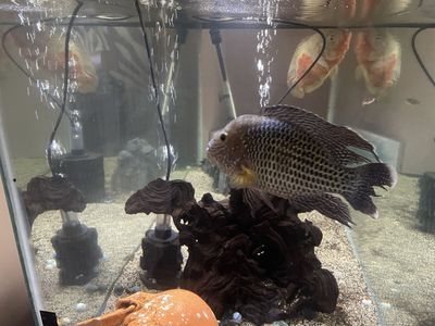 8” Green Terror Cichlid 4 sale!!!