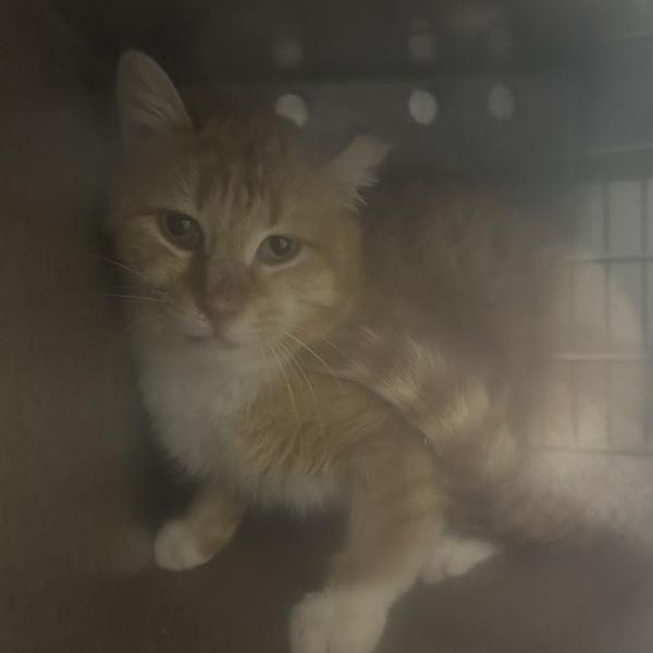 Hello my name is Oriole