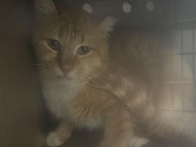 Hello my name is Oriole