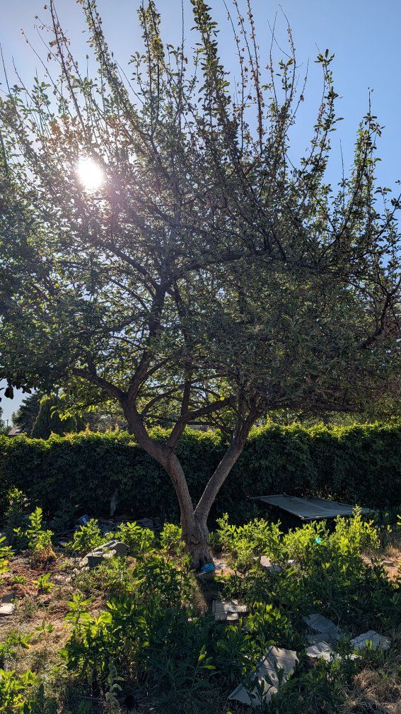 Apple tree wood