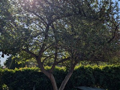 Apple tree wood