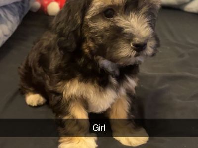 Puppies Ready For A Home