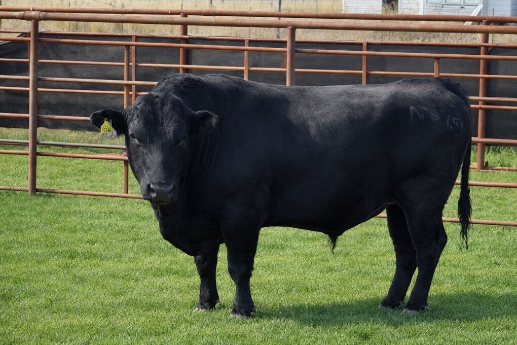 Wagyu Bull