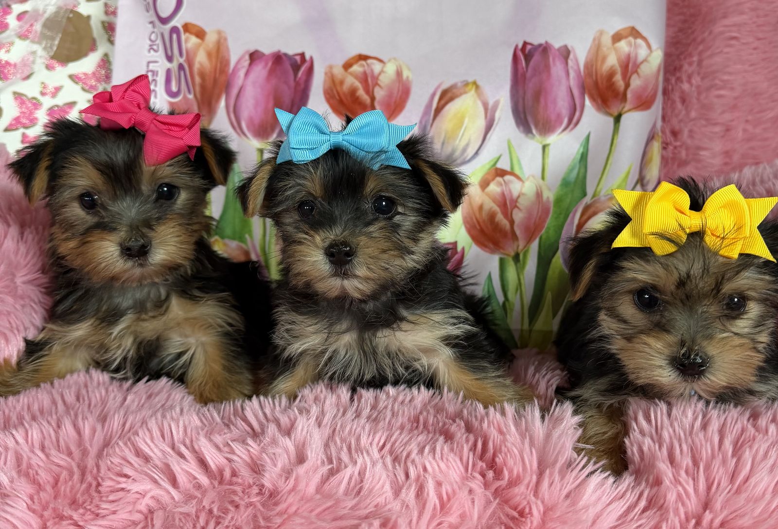 Sweet Little Purebred Yorkie Puppies Yorkies