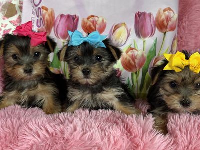 Sweet Little Purebred Yorkie Puppies Yorkies